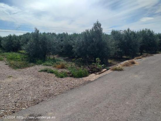 TERRENO DE OLIVERAS A LA VENTA EN MONCADA - VALENCIA