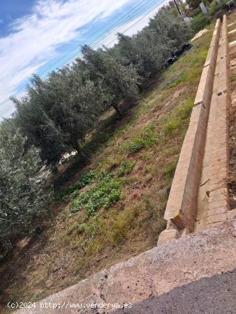 TERRENO DE OLIVERAS A LA VENTA EN MONCADA - VALENCIA