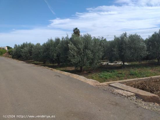 TERRENO DE OLIVERAS A LA VENTA EN MONCADA - VALENCIA