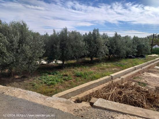 TERRENO DE OLIVERAS A LA VENTA EN MONCADA - VALENCIA