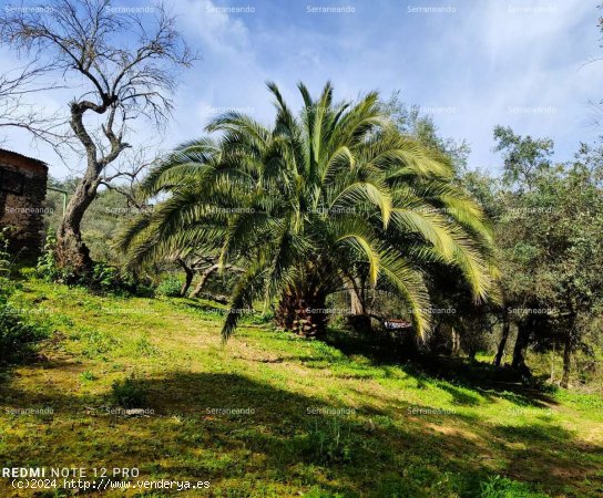 SE VENDE FINCA RÚSTICA EN VENTA EN ARACENA (HUELVA) ESPAÑA. - Aracena