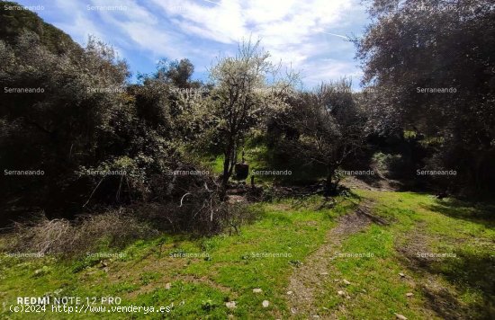 SE VENDE FINCA RÚSTICA EN VENTA EN ARACENA (HUELVA) ESPAÑA. - Aracena