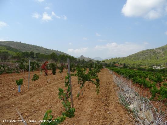 Terreno construible en Lliber - ALICANTE