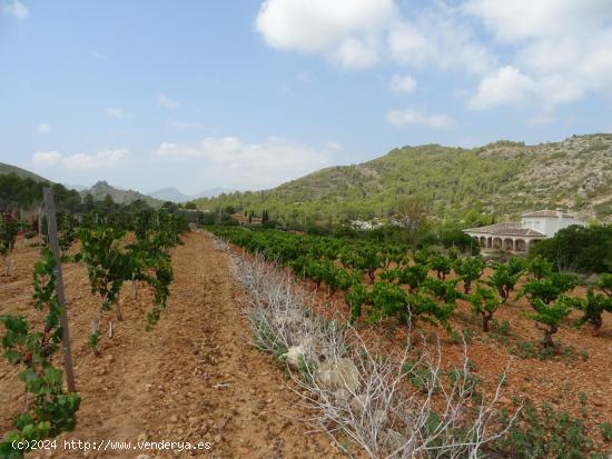 Terreno construible en Lliber - ALICANTE