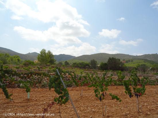 Terreno construible en Lliber - ALICANTE