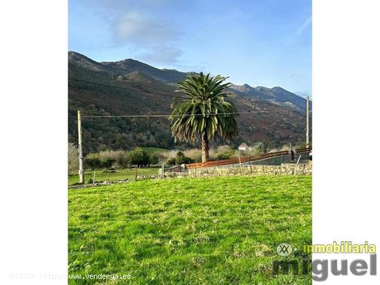 Se vende parcela edificable de 1252 metros cuadrados en Ribadedeva - ASTURIAS