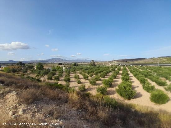 PARCELAS EN ASPE - ALICANTE