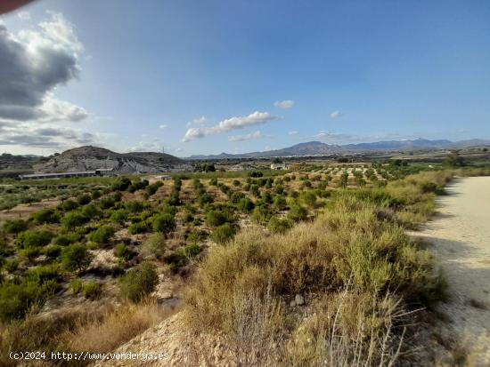 PARCELAS EN ASPE - ALICANTE