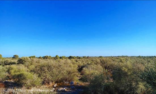  Gran terreno rústico con proyecto básico de un chalet con piscina - BALEARES 