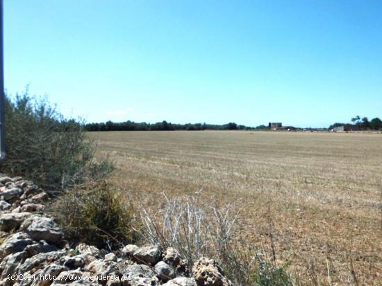 PARCELA RUSTICA DE 17.586 M2 EN CAMPOS - BALEARES