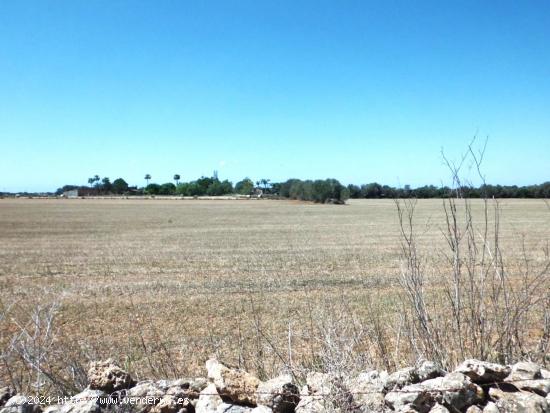 PARCELA RUSTICA DE 17.586 M2 EN CAMPOS - BALEARES