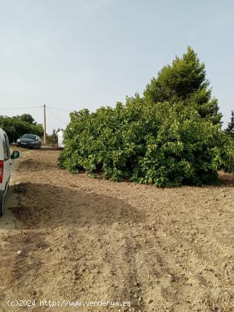 PARCELA RÚSTICA EN EXCELENTE ZONA. - CADIZ