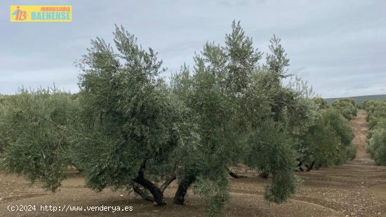 Olivar llano con muy buena tierra - CORDOBA