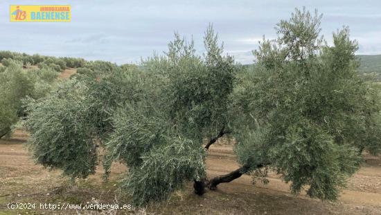 Olivar llano con muy buena tierra - CORDOBA