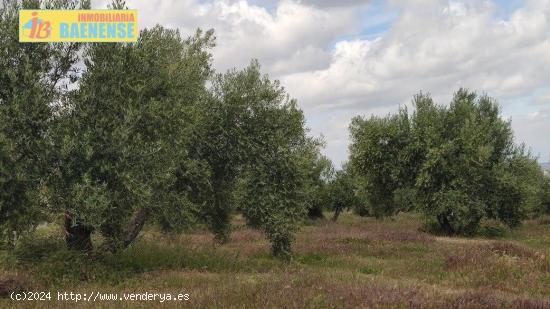 Olivar en muy buena ubicación - CORDOBA