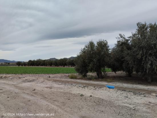 Terreno de Regadío - La Hoya, Lorca - MURCIA