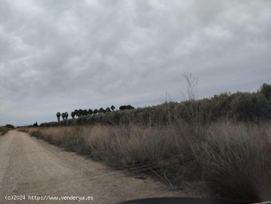 Terreno de Regadío - La Hoya, Lorca - MURCIA