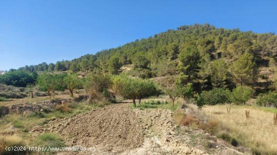 Se Vende en Jumilla - MURCIA