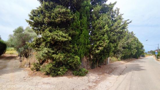 TERRENO RÚSTICO DE MÁS 12.000M2 CON LUZ, AGUA, LICENCIA Y PROYECTO PARA CONSTRUIR CASA. - ALICANTE