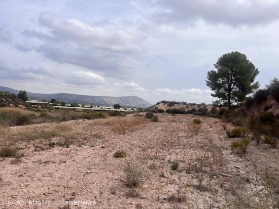 Parcela de Regadío - Cordones, Alhama de Murcia - MURCIA