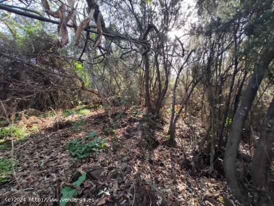 TERRENO EN LA OROTAVA, AGUAMANSA - SANTA CRUZ DE TENERIFE