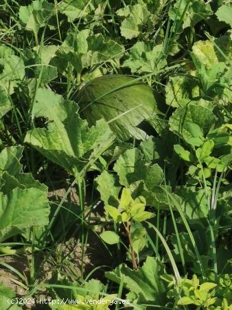 agrícola , para cultivar tus propias verduras y frutas,  gava - BARCELONA