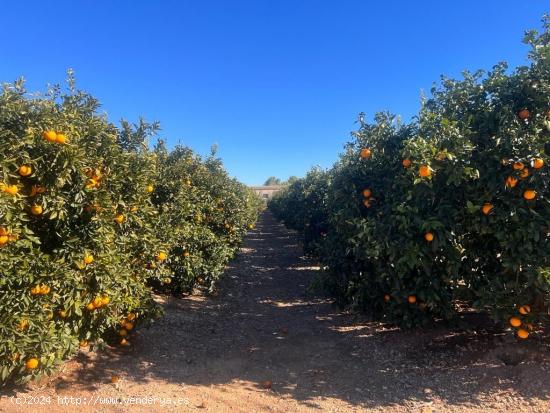 FINCA RUSTICA EN LLIRIA DE NARANJOS - VALENCIA