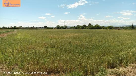 TERRENO VIÑALES (PINSEQUE) - ZARAGOZA