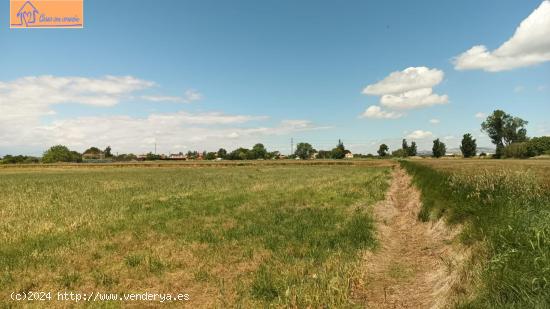 TERRENO VIÑALES (PINSEQUE) - ZARAGOZA