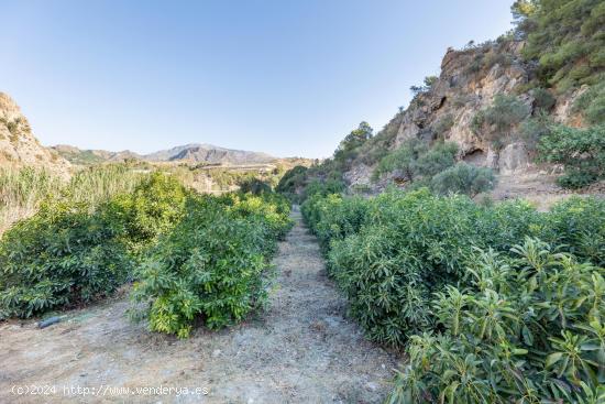 Paraíso Tropical en Vélez Benaudalla - GRANADA