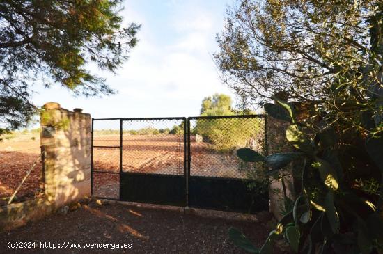 TERRENO URBANIZABLE EN PINA/ALGAIDA - BALEARES