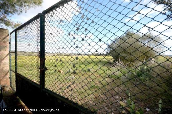 TERRENO URBANIZABLE EN PINA/ALGAIDA - BALEARES