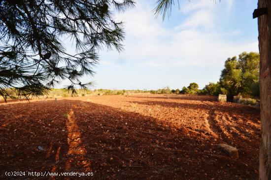 TERRENO URBANIZABLE EN PINA/ALGAIDA - BALEARES