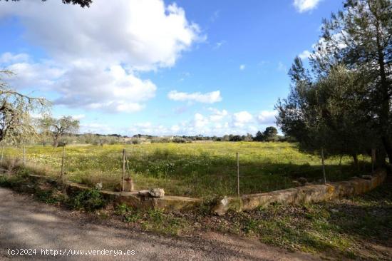 TERRENO URBANIZABLE EN PINA/ALGAIDA - BALEARES