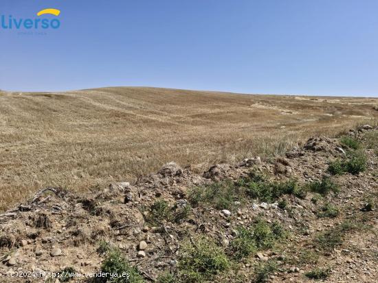 Terreno de 10.000 m² en Venta en Peñaranda de Duero - Ideal para Uso de Regadío - BURGOS