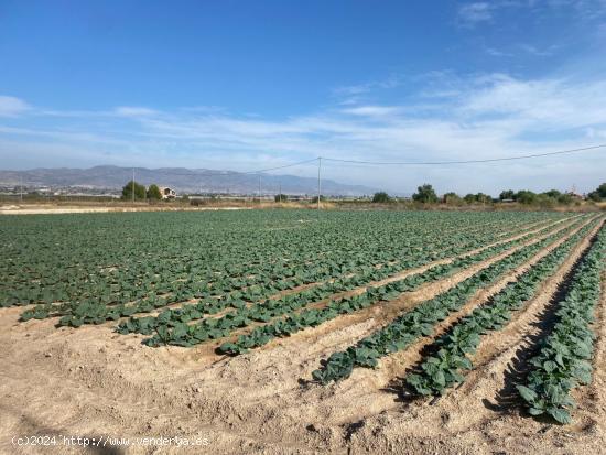 Estupenda Parcela en Aguaderas - MURCIA