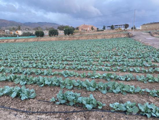  Estupenda Parcela para vivienda unifamiliar - MURCIA 