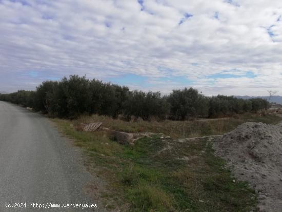  ESTUPENDA PARCELA EN EL ESPARRAGAL PARA CONSTRUCCION DE VIVIENDA - MURCIA 