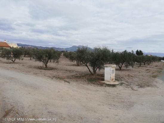 ESTUPENDA PARCELA EN EL ESPARRAGAL PARA CONSTRUCCION DE VIVIENDA - MURCIA