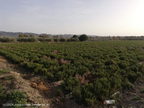  ESTUPENDA PARCELA PARA VIVIENDA EN CAZALLA - MURCIA 