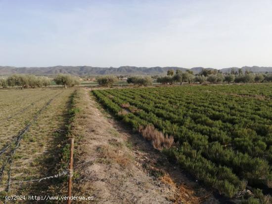 ESTUPENDA PARCELA PARA VIVIENDA EN CAZALLA - MURCIA