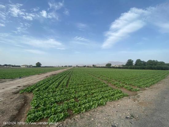  FANTÁSTICA PARCELA PARA SEGREGAR EN EL CAMPILLO - MURCIA 