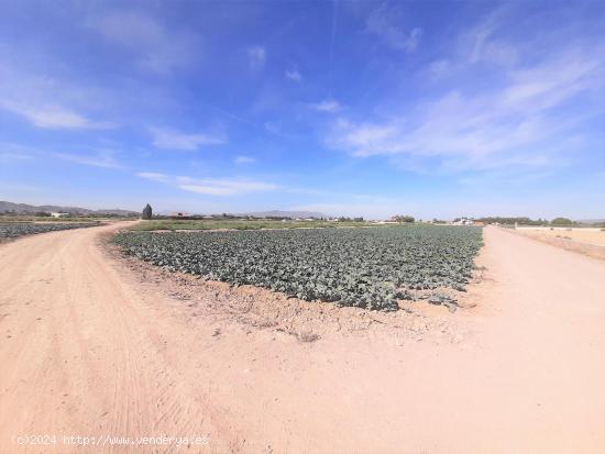  Parcela para construcción de vivienda unifamilia a 5 minutos de Lorca en zona de El Campillo - MURC 