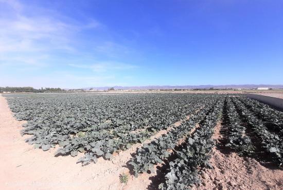 Parcela para construcción de vivienda unifamilia a 5 minutos de Lorca en zona de El Campillo - MURC