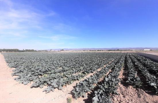 Parcela para vivienda unifamiliar a 5 minutos de Lorca en zona de El Campillo - MURCIA