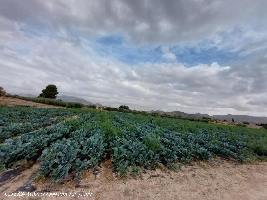 Parcela en Marchena - MURCIA