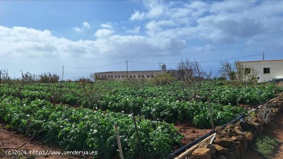 Se vende finca con casa en invernaderos en producción en Tacoronte - SANTA CRUZ DE TENERIFE