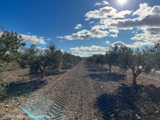 Terreno Rústico - La Junquera, Totana - MURCIA