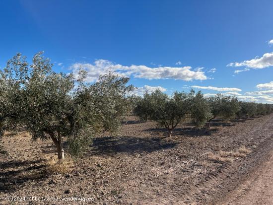 Terreno Rústico - La Junquera, Totana - MURCIA