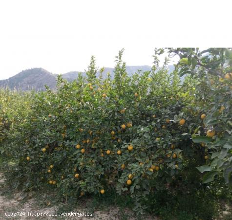 Parcela de limoneros en producción - MURCIA